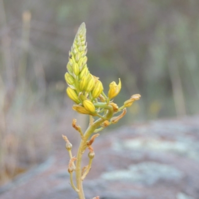 Bulbine glauca (Rock Lily) at Greenway, ACT - 19 Nov 2014 by michaelb