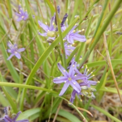 Caesia calliantha (Blue Grass-lily) at Forde, ACT - 11 Dec 2014 by MichaelMulvaney