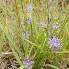 Caesia calliantha at Forde, ACT - 11 Dec 2014