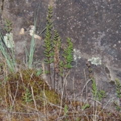 Cheilanthes sieberi (Rock Fern) at Pine Island to Point Hut - 19 Nov 2014 by michaelb