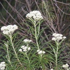 Cassinia longifolia (Shiny Cassinia, Cauliflower Bush) at Pine Island to Point Hut - 19 Nov 2014 by michaelb