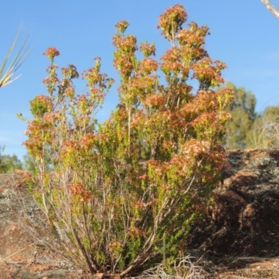 Calytrix tetragona (Common Fringe-myrtle) at Pine Island to Point Hut - 20 Nov 2014 by michaelb