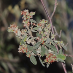 Pomaderris pallida (Pale Pomaderris) at Greenway, ACT - 20 Nov 2014 by michaelb