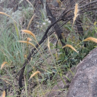 Dichelachne sp. (Plume Grasses) at Greenway, ACT - 20 Nov 2014 by michaelb