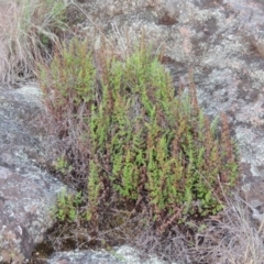 Cheilanthes sieberi (Rock Fern) at Pine Island to Point Hut - 20 Nov 2014 by michaelb