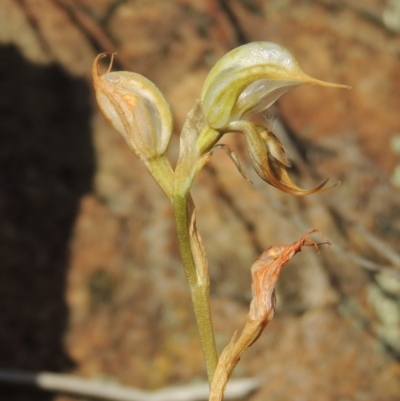 Oligochaetochilus hamatus (Southern Hooked Rustyhood) at Greenway, ACT - 20 Nov 2014 by michaelb