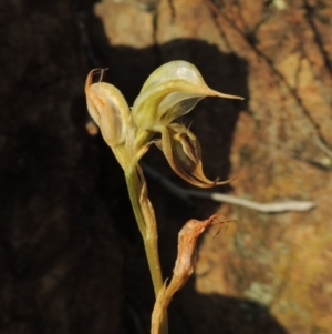 Oligochaetochilus hamatus at Greenway, ACT - suppressed