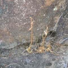 Oligochaetochilus hamatus at Greenway, ACT - suppressed