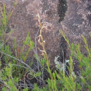 Oligochaetochilus hamatus at Greenway, ACT - 20 Nov 2014