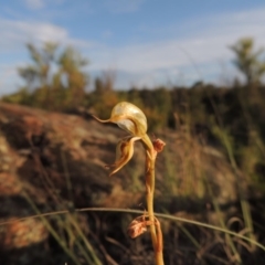 Oligochaetochilus hamatus at Greenway, ACT - 20 Nov 2014