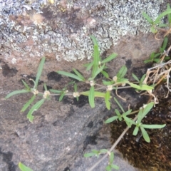 Alternanthera denticulata (Lesser Joyweed) at Greenway, ACT - 20 Nov 2014 by michaelb