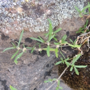 Alternanthera denticulata at Greenway, ACT - 20 Nov 2014