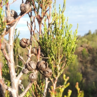 Callitris endlicheri (Black Cypress Pine) at Pine Island to Point Hut - 20 Nov 2014 by michaelb