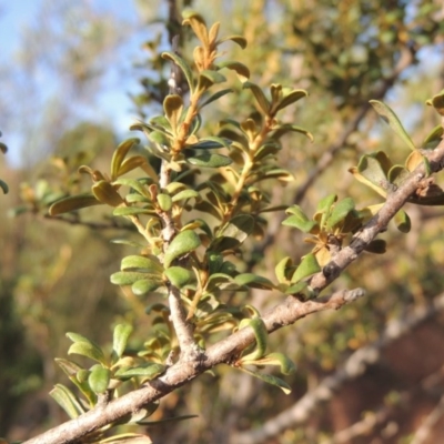 Bursaria spinosa (Native Blackthorn, Sweet Bursaria) at Greenway, ACT - 20 Nov 2014 by MichaelBedingfield