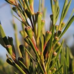 Kunzea ericoides (Burgan) at Pine Island to Point Hut - 20 Nov 2014 by michaelb