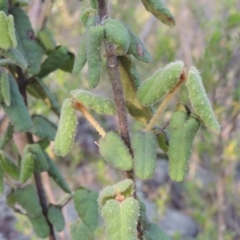 Correa reflexa var. reflexa (Common Correa, Native Fuchsia) at Greenway, ACT - 20 Nov 2014 by michaelb