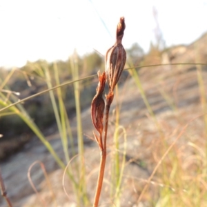 Thelymitra sp. at Greenway, ACT - suppressed