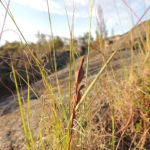 Thelymitra sp. at Greenway, ACT - suppressed