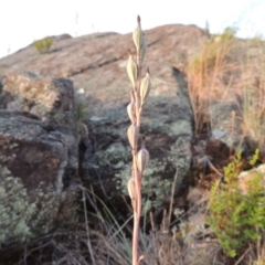 Thelymitra sp. (A Sun Orchid) at Pine Island to Point Hut - 20 Nov 2014 by michaelb