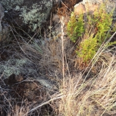 Thelymitra sp. at Greenway, ACT - suppressed