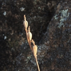 Thelymitra sp. at Greenway, ACT - 20 Nov 2014