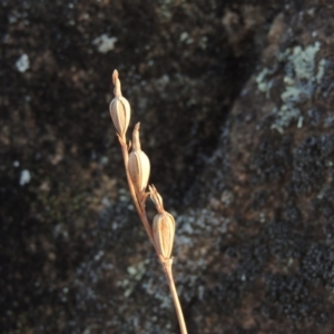 Thelymitra sp. at Greenway, ACT - suppressed