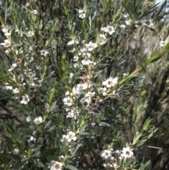 Kunzea ericoides (Burgan) at Majura, ACT - 21 Dec 2014 by SilkeSma