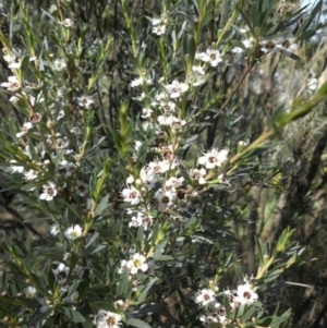 Kunzea ericoides at Majura, ACT - 21 Dec 2014