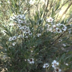 Kunzea ericoides at Majura, ACT - 21 Dec 2014