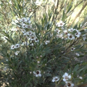 Kunzea ericoides at Majura, ACT - 21 Dec 2014