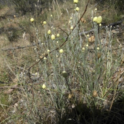 Calocephalus citreus (Lemon Beauty Heads) at Campbell, ACT - 20 Dec 2014 by SilkeSma