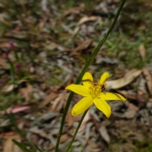 Hypoxis hygrometrica at Canberra Central, ACT - 19 Dec 2014 12:00 AM