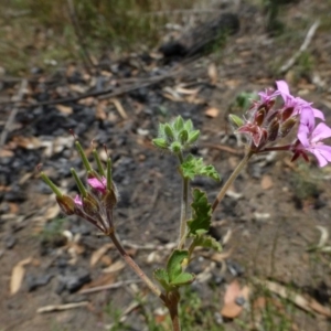 Pelargonium australe at O'Connor, ACT - 21 Dec 2014