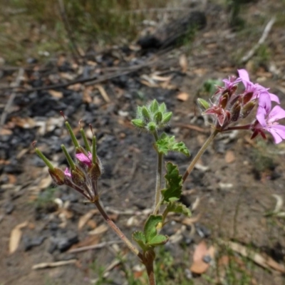 Pelargonium australe (Austral Stork's-bill) at O'Connor, ACT - 20 Dec 2014 by RWPurdie