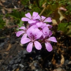 Pelargonium australe at O'Connor, ACT - 21 Dec 2014