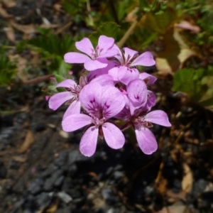 Pelargonium australe at O'Connor, ACT - 21 Dec 2014