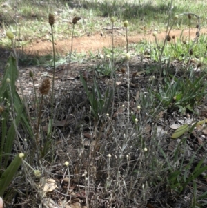 Calocephalus citreus at Majura, ACT - 26 Dec 2014 11:33 AM