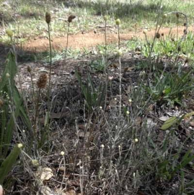 Calocephalus citreus (Lemon Beauty Heads) at Majura, ACT - 26 Dec 2014 by SilkeSma