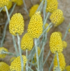 Calocephalus citreus (Lemon Beauty Heads) at Farrer, ACT - 28 Dec 2014 by julielindner