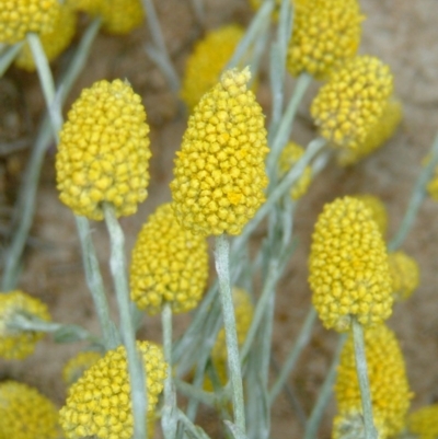 Calocephalus citreus (Lemon Beauty Heads) at Farrer, ACT - 29 Dec 2014 by julielindner