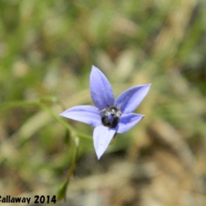 Wahlenbergia sp. at Kambah, ACT - 30 Dec 2014 05:31 PM