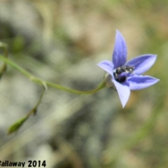 Wahlenbergia sp. at Kambah, ACT - 30 Dec 2014