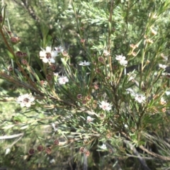 Kunzea ericoides at Campbell, ACT - 1 Jan 2015 08:42 AM