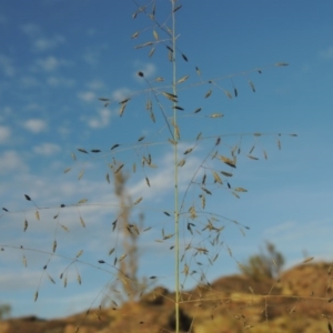 Eragrostis curvula at Greenway, ACT - 20 Nov 2014