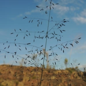 Eragrostis curvula at Greenway, ACT - 20 Nov 2014