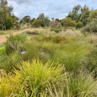 Xerochrysum viscosum (Sticky Everlasting) at Wanniassa Hill - 3 Jan 2015 by ArcherCallaway