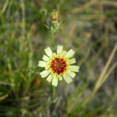 Tolpis barbata (Yellow Hawkweed) at Wanniassa Hill - 4 Jan 2015 by ArcherCallaway