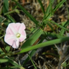 Convolvulus sp. (A Bindweed) at Fadden, ACT - 4 Jan 2015 by ArcherCallaway