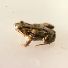 Crinia signifera (Common Eastern Froglet) at Durran Durra, NSW - 27 Jan 1976 by wombey