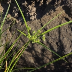 Cyperus eragrostis (Umbrella Sedge) at Paddys River, ACT - 2 Nov 2014 by michaelb